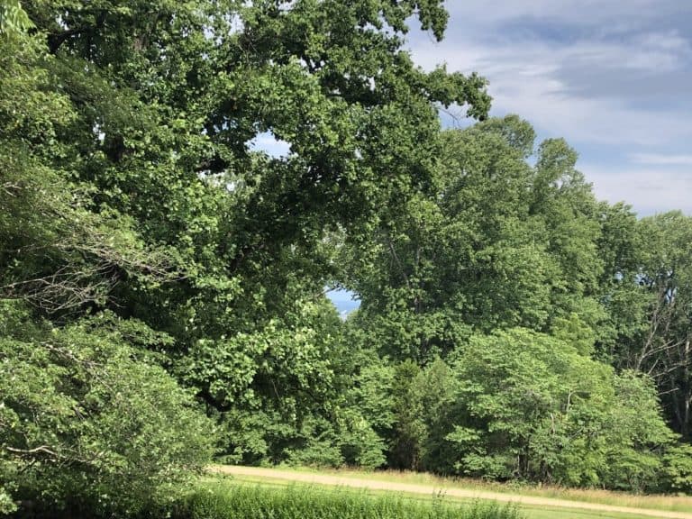 If you look very closely (in the hole in the trees), you can see UVA's library that Jefferson designed!