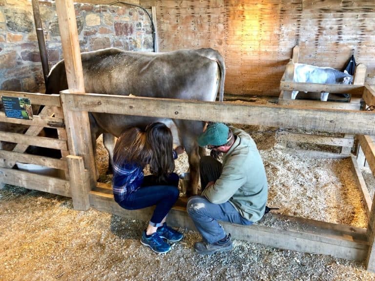 Milking a cow!