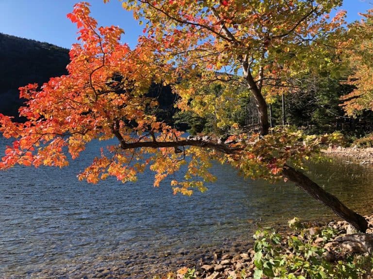 Found some stellar autumn colors!