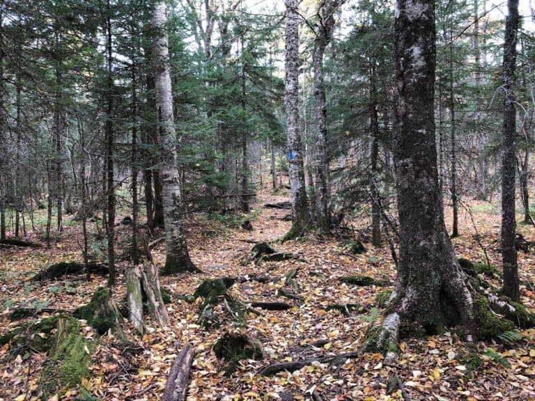 The start of the Ammonoosuc Ravine Trail.