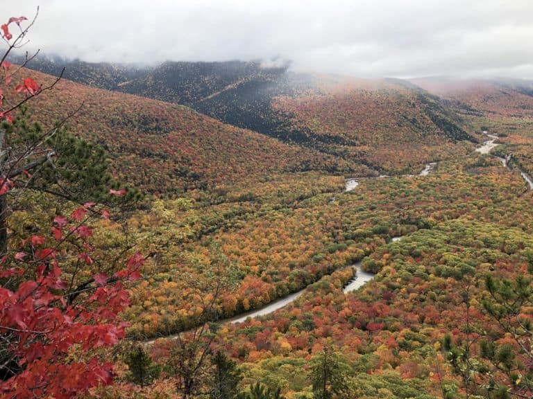 Quite spectacular foliage!