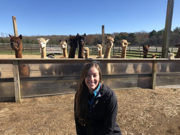 Where you can hang out with lots of alpacas!