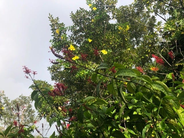 Spotted my favorite flower - Hibiscus!